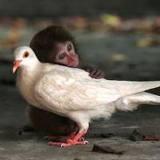 affe und taube