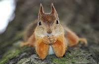 squirrel
